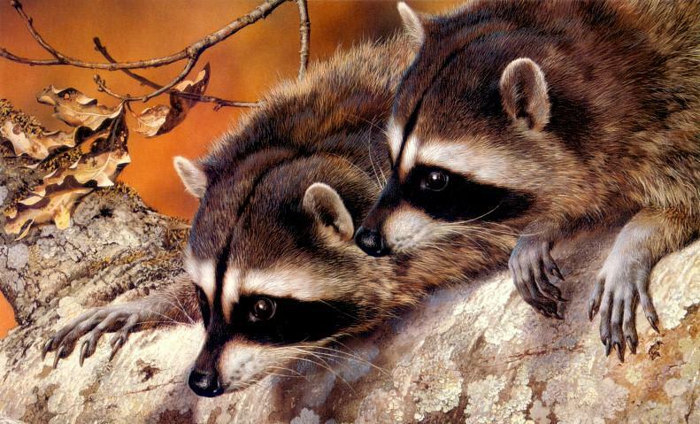 raccoons2